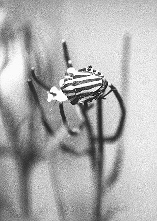 Kozak for ZEBRA