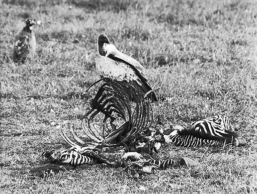 Nedwed for ZEBRA