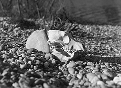 ich schwoere Stein und Bein