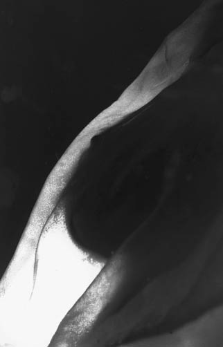 Das Busenbuch 40,-- Euro