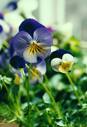 Copyright: Natascha Auenhammer