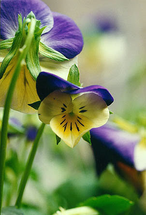 Stiefmuetterchenherz