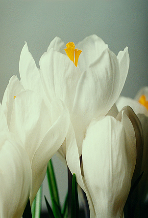 Weisser Krokus 4