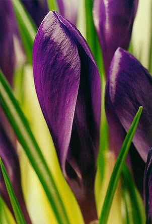 Blauer Krokuss1