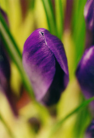 Blauer Krokuss2