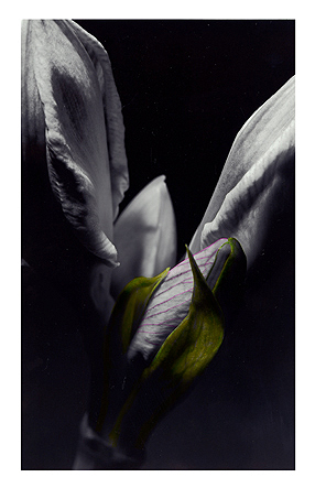 Amaryllis, Baryt, handcoloriert, Unikat