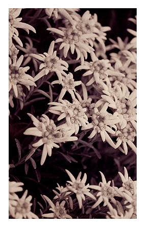 Edelweiss, Baryt, getont