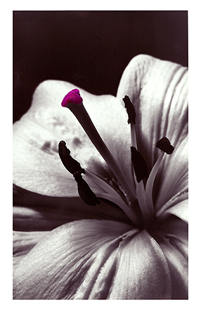 Lilie, Baryt, handcoloriert, Unikat