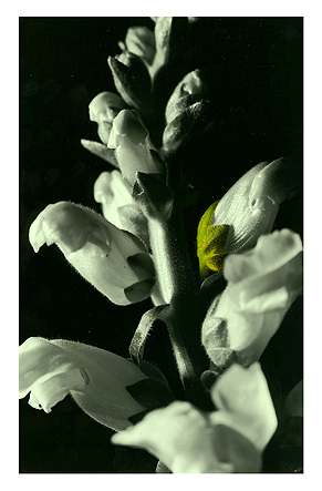 Rittersporn, Baryt, handcoloriert, Unikat