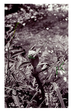 Bl�te, Baryt, handcoloriert, Unikat