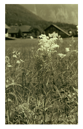 Wiesenblume, Baryt, getont