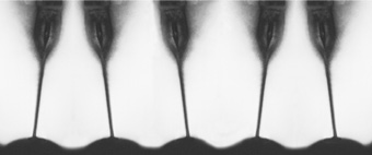 5 Tulpen II., 70x138, 600 Euro