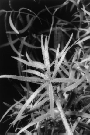 morgentau.jpg (33127 Byte)