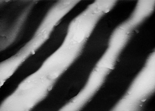 Weidinger for ZEBRA