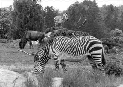 Copyright: Natascha Auenhammer