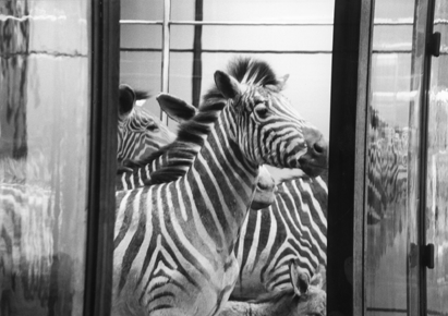 Copyright: Natascha Auenhammer